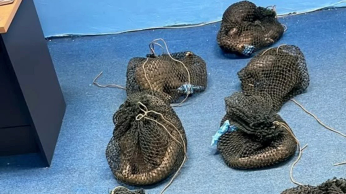 Filipino man held after 10 pangolins and elephant tusk found in Sabah plantation raid