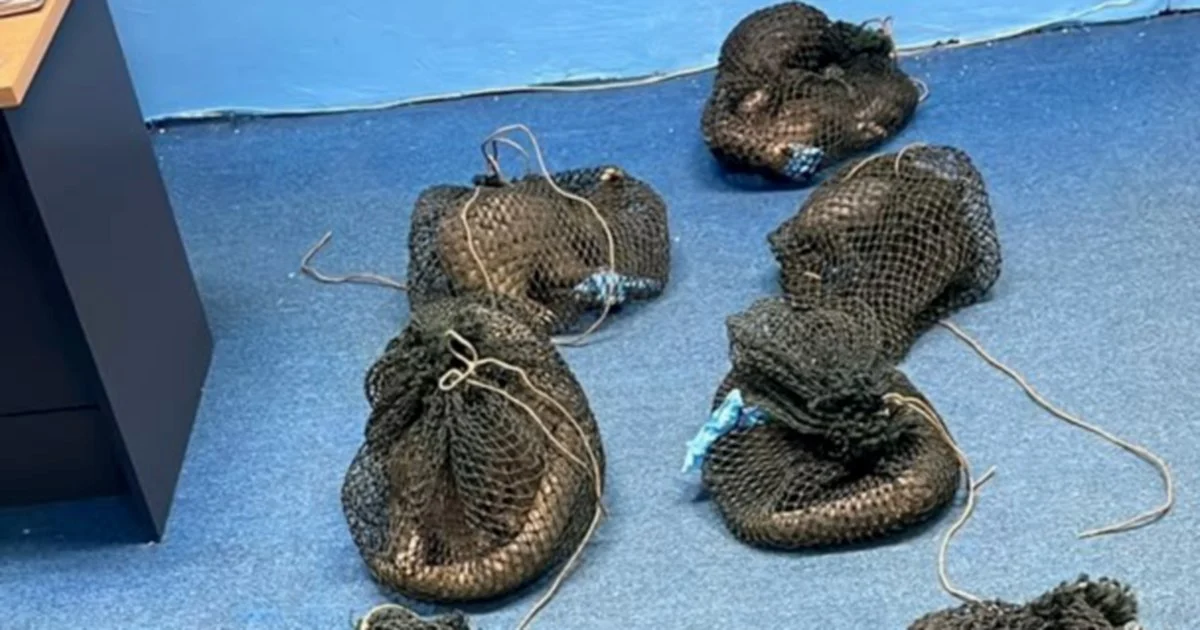 Filipino man held after 10 pangolins and elephant tusk found in Sabah plantation raid