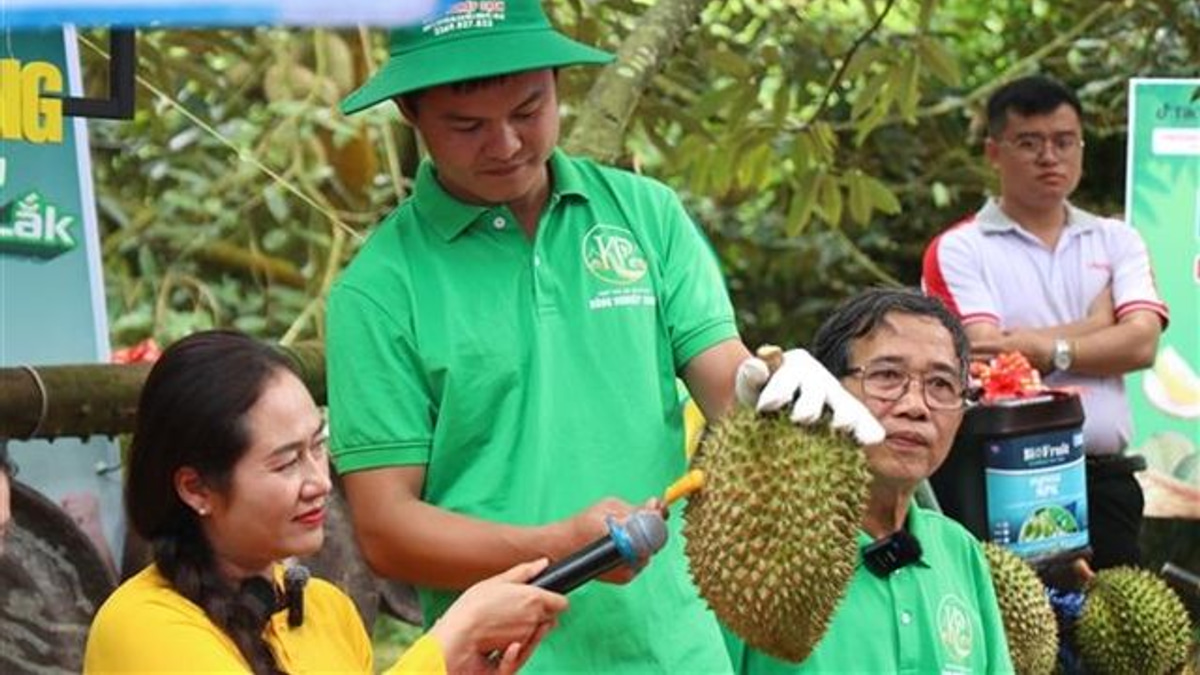 Vietnam's durian export surge exposed by corruption probe into certification system