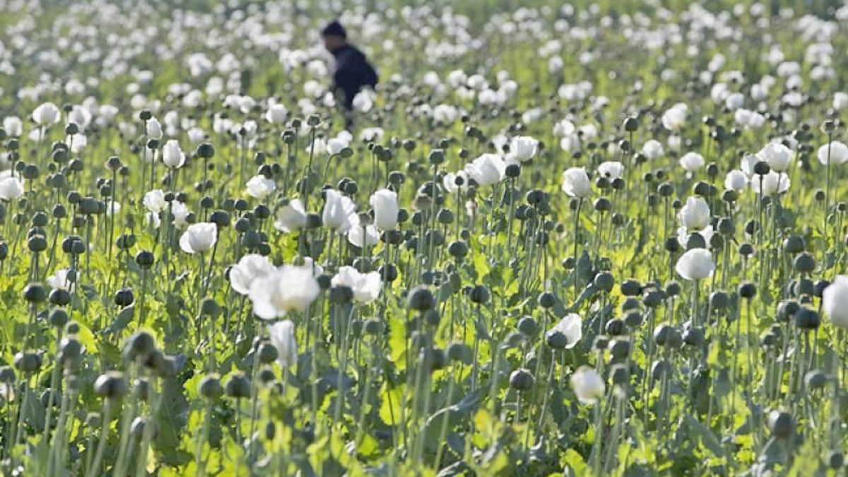 Myanmar police bust major drug trafficking operations, seizing 17.6 kg heroin and million pills