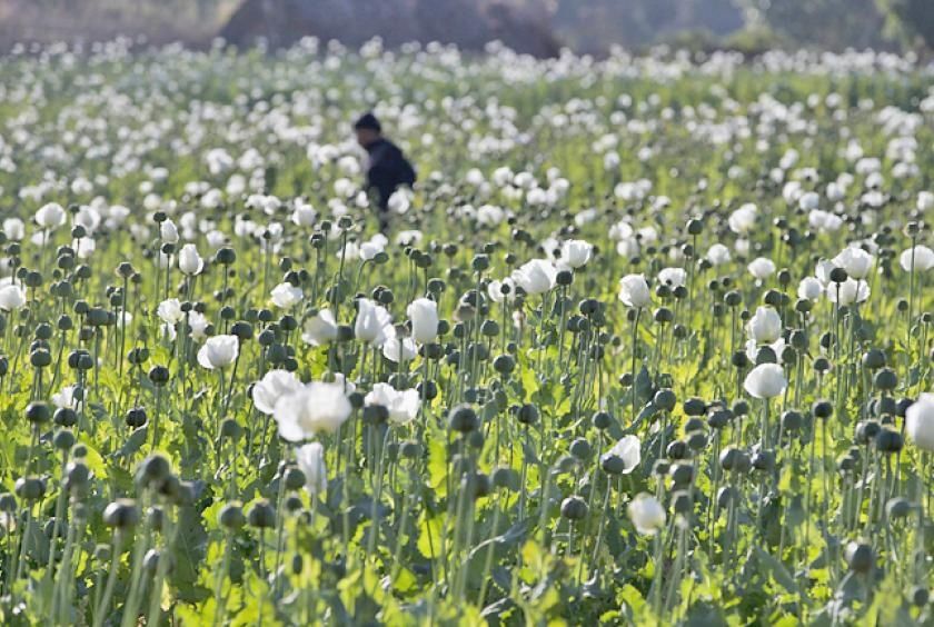 Myanmar police bust major drug trafficking operations, seizing 17.6 kg heroin and million pills