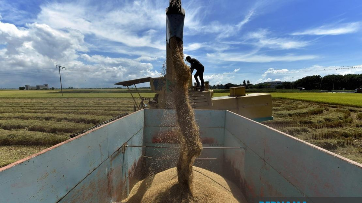 Parliament Approves Tougher Penalties for Rice Industry Violations