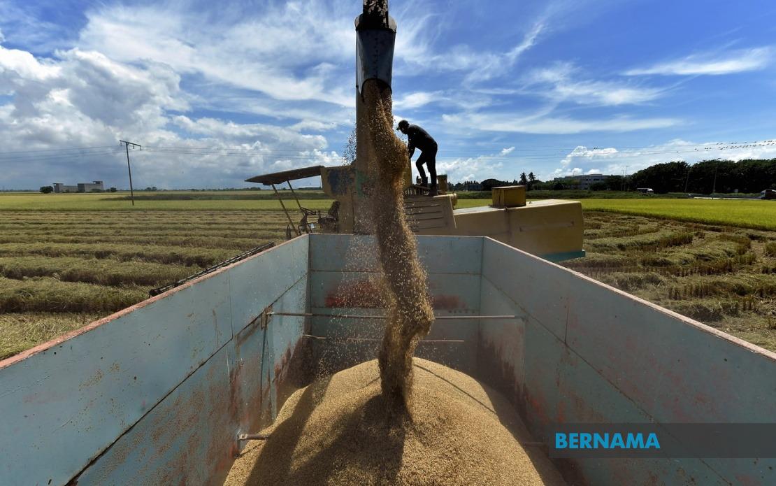 Parliament Approves Tougher Penalties for Rice Industry Violations