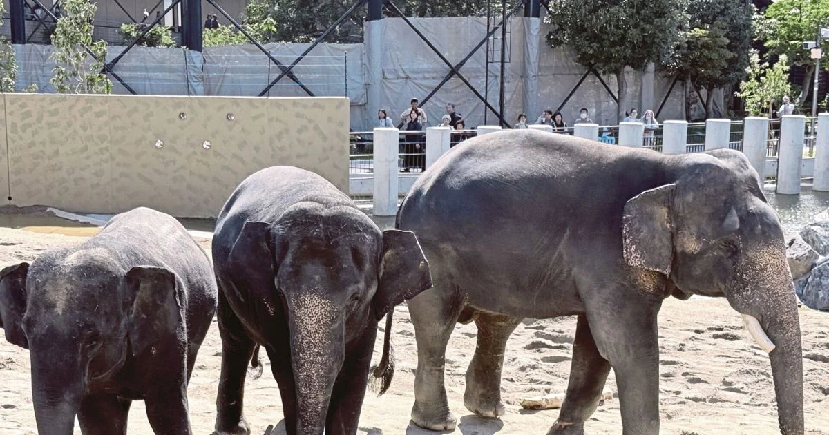 MACC Launches Investigation Into Zoo Taiping Elephant Transfer to Japan