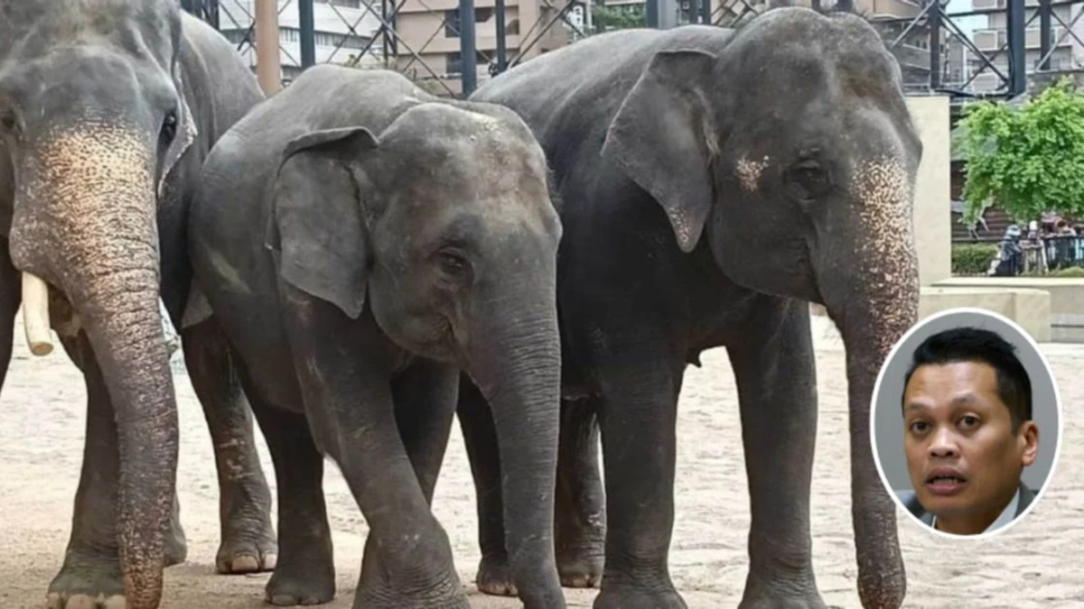 Nik Nazmi Denies Involvement in Alleged RM53 Million Elephant Transfer Payments