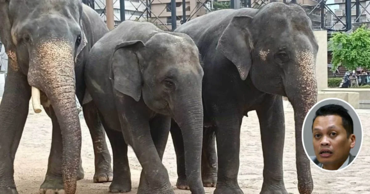 Nik Nazmi Denies Involvement in Alleged RM53 Million Elephant Transfer Payments
