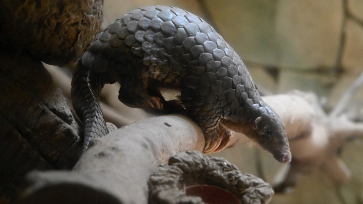 Indonesia Arrests Suspected Pangolin Trafficker as Part of Crackdown on International Smuggling Network
