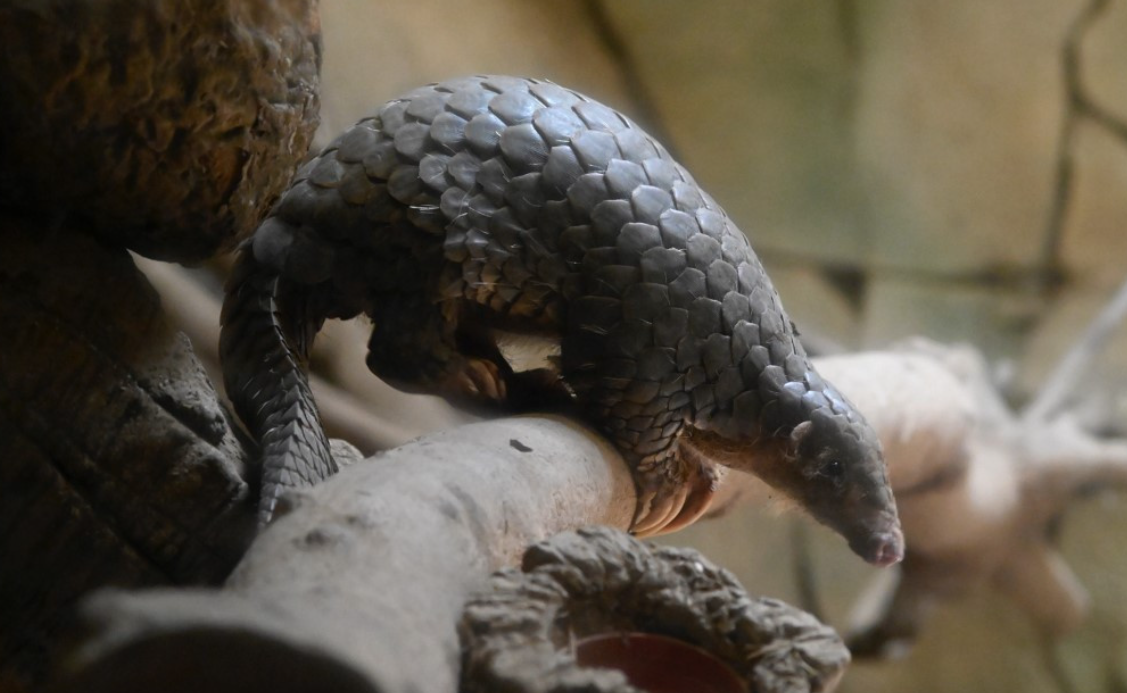 Indonesia Arrests Suspected Pangolin Trafficker as Part of Crackdown on International Smuggling Network