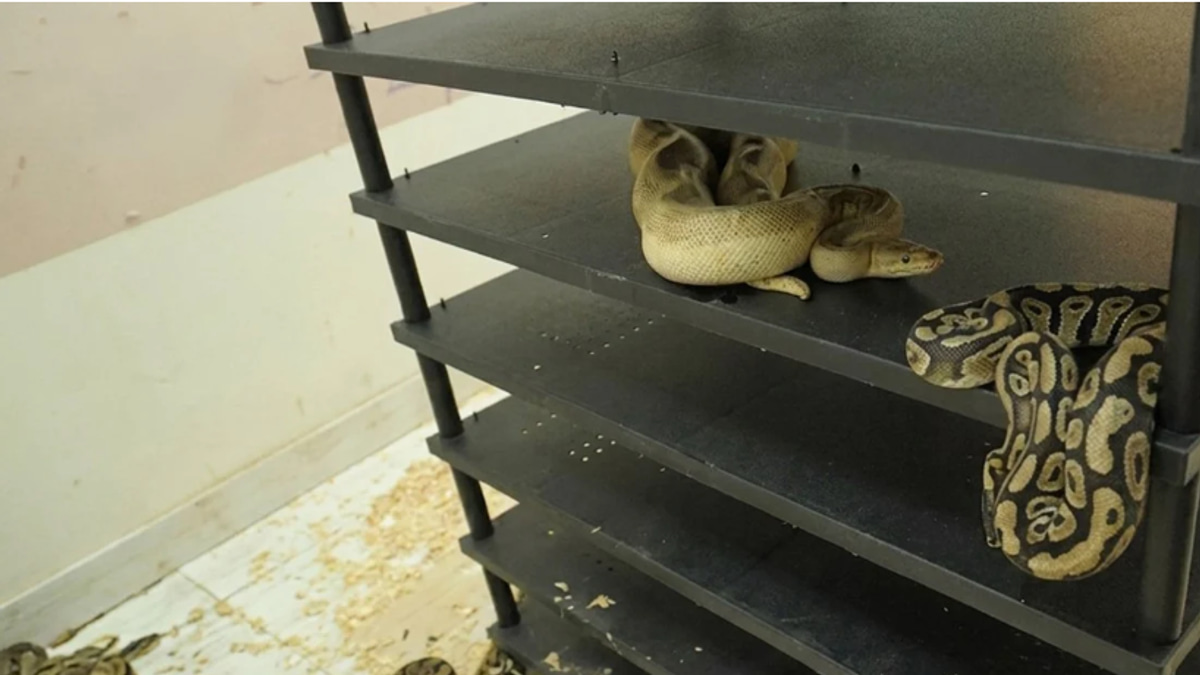 Chinese man jailed for illegal breeding of 300 pythons discovered through electricity bill investigation