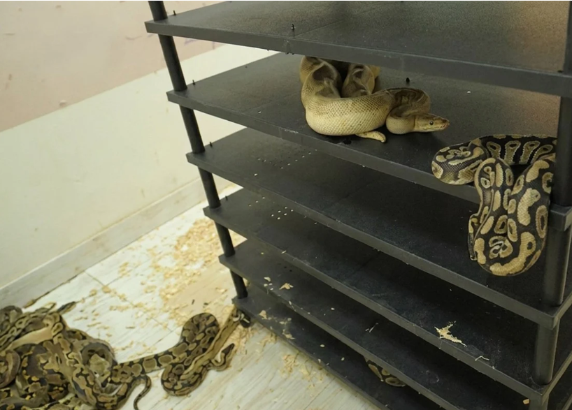 Chinese man jailed for illegal breeding of 300 pythons discovered through electricity bill investigation