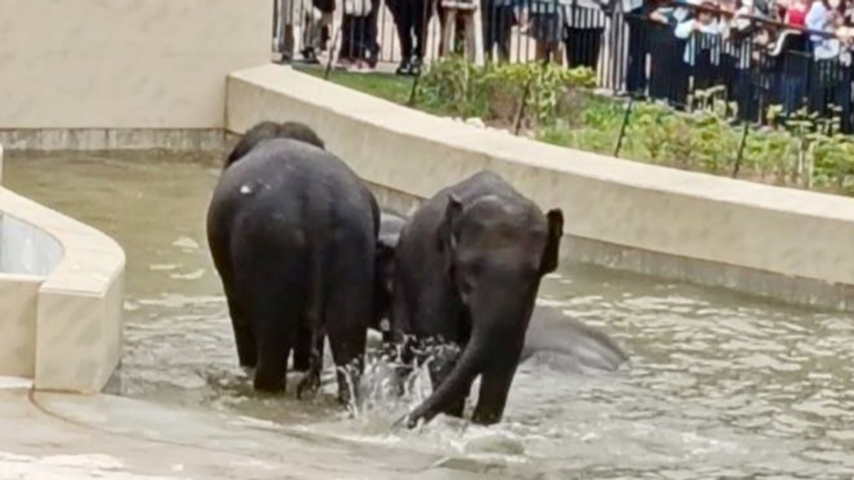 MACC's Elephant Transfer Inquiry Confined to Documentary Evidence, Taiping Council at Centre of Probe