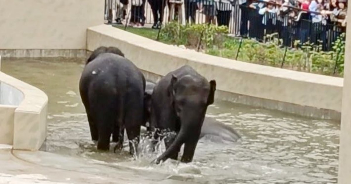 MACC's Elephant Transfer Inquiry Confined to Documentary Evidence, Taiping Council at Centre of Probe