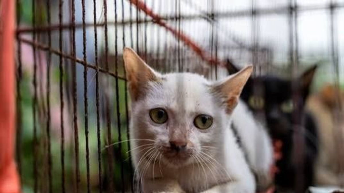Vietnam police rescue 400 cats from theft ring supplying illegal meat trade