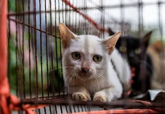 Vietnam police rescue 400 cats from theft ring supplying illegal meat trade