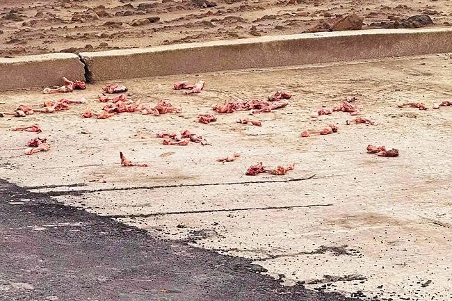 Malaysian fined BN$300 in Brunei for illegal food waste dumping