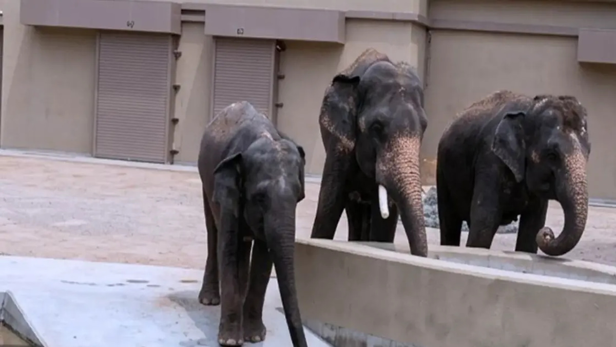Animal welfare NGO alleges RM50 million diverted in Japanese elephant transfer scheme