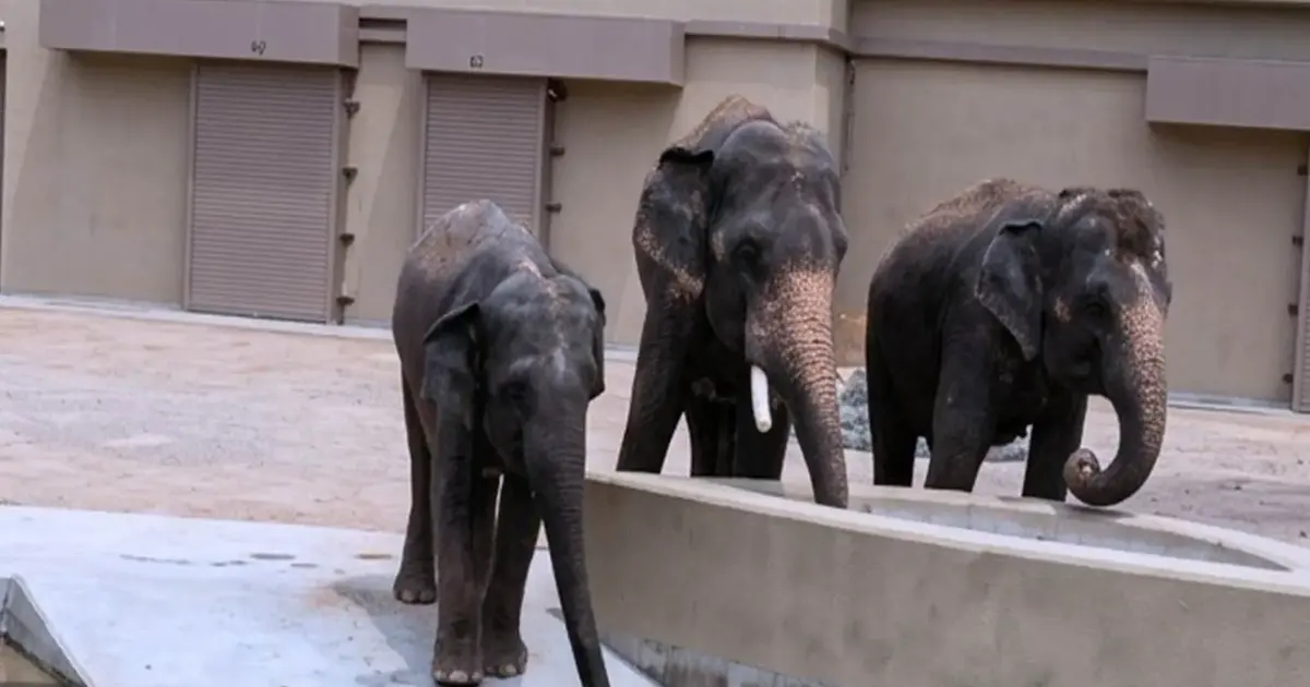Animal welfare NGO alleges RM50 million diverted in Japanese elephant transfer scheme