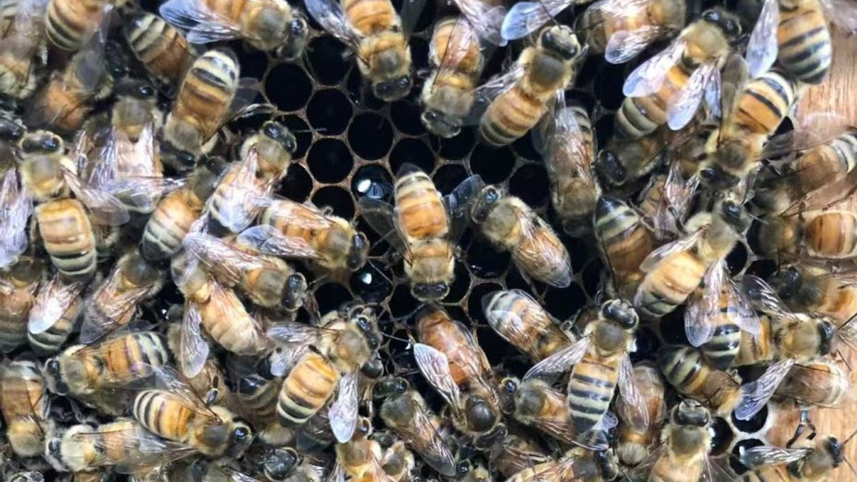 Beyond Royal Jelly: How Honeybee Workers Engineer Queens Through Architecture and Chemistry