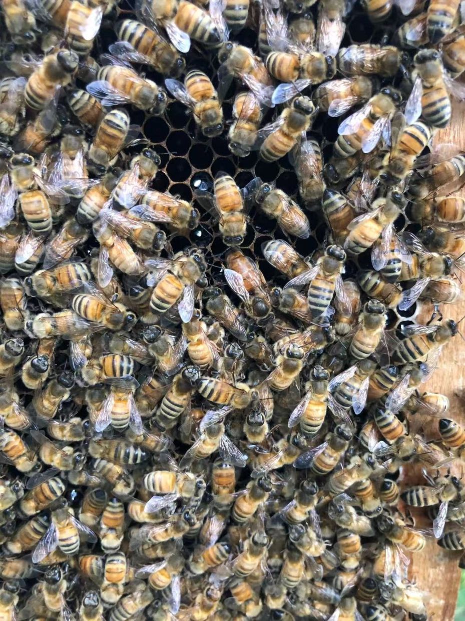 Beyond Royal Jelly: How Honeybee Workers Engineer Queens Through Architecture and Chemistry