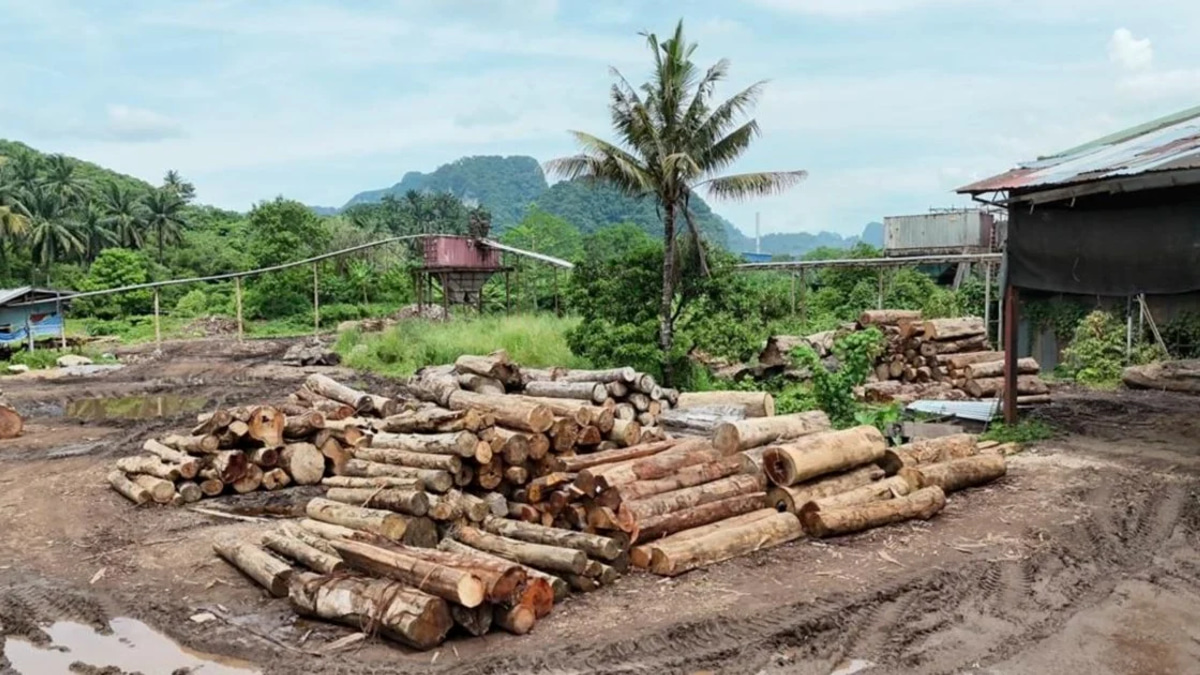 Wildlife and forestry authorities detain 11 suspects, recover RM2.43mil in illegal timber across east coast