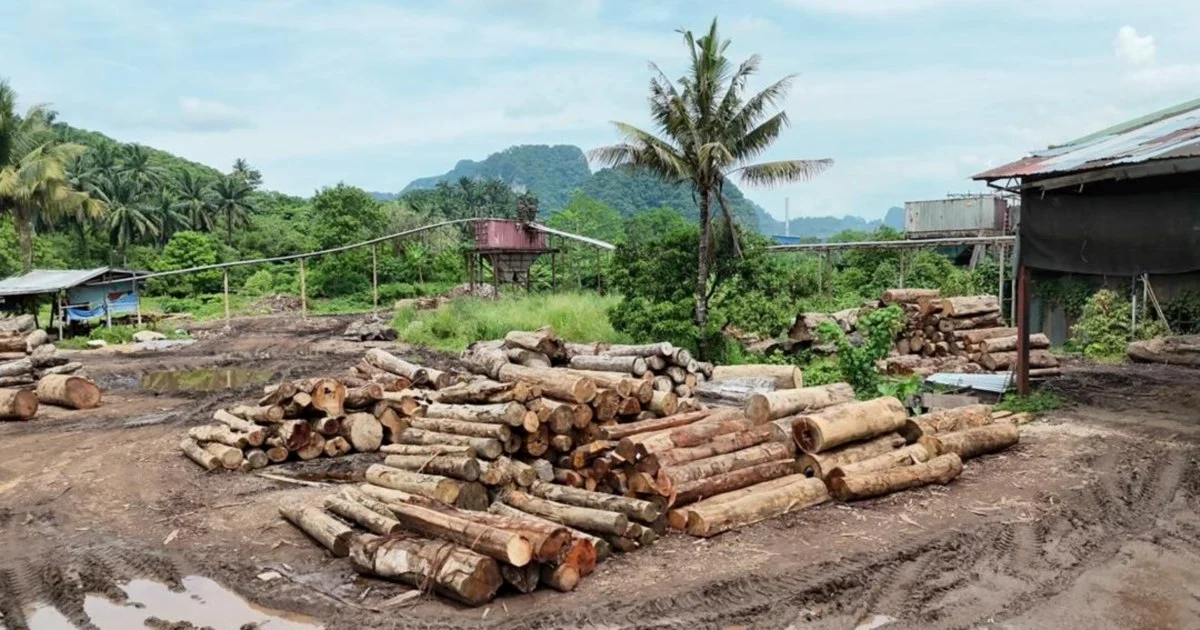 Wildlife and forestry authorities detain 11 suspects, recover RM2.43mil in illegal timber across east coast
